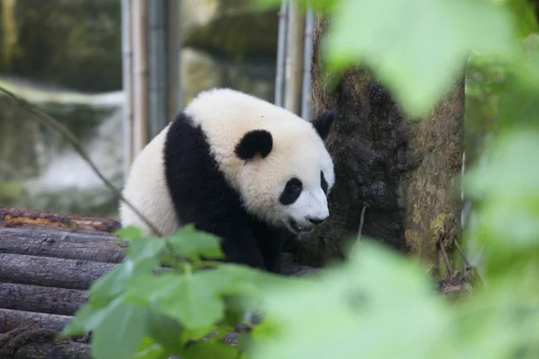 Sichuan Chengdu gigante panda base de pesquisa de reprodução na China — Fotografia de Stock