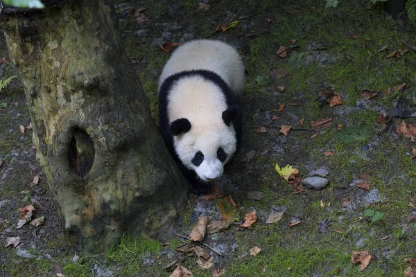 Sichuan Chengdu gigante panda base de pesquisa de reprodução na China — Fotografia de Stock