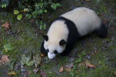 Sichuan Chengdu dev panda araştırma Çin'temel ıslahı