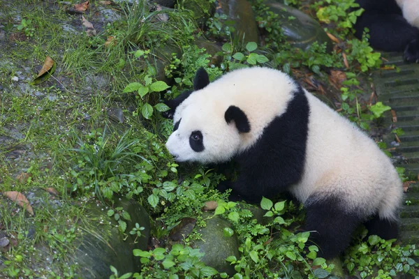 Sichuan Chengdu géant panda élevage base de recherche en Chine — Photo