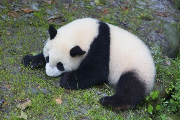 Sichuan Chengdu pandu chov výzkumné základny v Číně — Stock fotografie