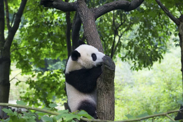 Sichuan chengdu Forschungsstützpunkt zur Aufzucht des Großen Pandas in China — Stockfoto