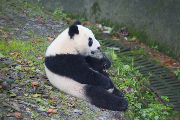 Sichuan Chengdu gigante panda base de pesquisa de reprodução na China — Fotografia de Stock