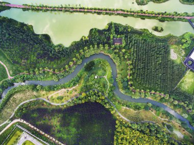 Çin Sichuan Chengdu Jinjiang İlçesi ak balıkçıl Adası sulak