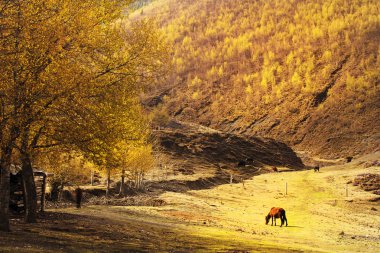 318 State Road, Sichuan Tibet satır bulunan Kangding şehir, Sichuan Tibet Özerk İli, Ganzi eyaleti Çin Xinduqiao, Kuzey bölgesinde
