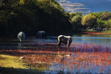 318 State Road, Sichuan Tibet satır bulunan Kangding şehir, Sichuan Tibet Özerk İli, Ganzi eyaleti Çin Xinduqiao, Kuzey bölgesinde