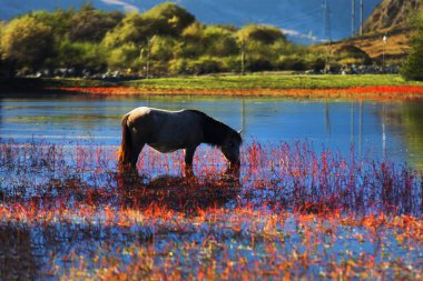 318 State Road, Sichuan Tibet satır bulunan Kangding şehir, Sichuan Tibet Özerk İli, Ganzi eyaleti Çin Xinduqiao, Kuzey bölgesinde