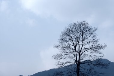 Doğa Çin, Sichuan Eyaleti, Chengdu Dayi County, imar depreminden sonra