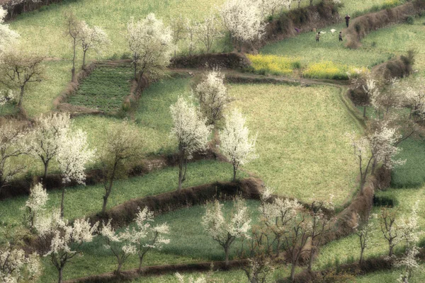 O chinês branco PEAR, em rural — Fotografia de Stock