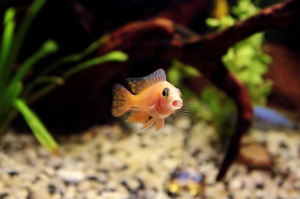 Divertente pesce cantare la canzone — Foto Stock