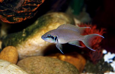 Lamprologus Brichardi.