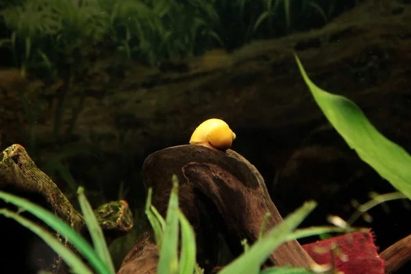 Sarı koklea — Stok fotoğraf