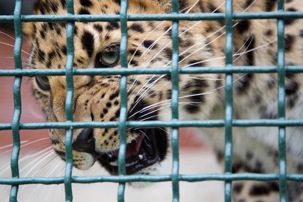 Amur leopardo o gato mais raro do mundo, jardim zoológico de Moscou — Fotografia de Stock