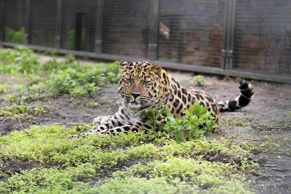 아무르 표범, 모스크바 동물원 세계에서 희귀 한 고양이 — 스톡 사진