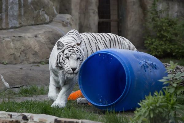 Bengaalse witte tijger spelen in Moskou dierentuin — Stockfoto