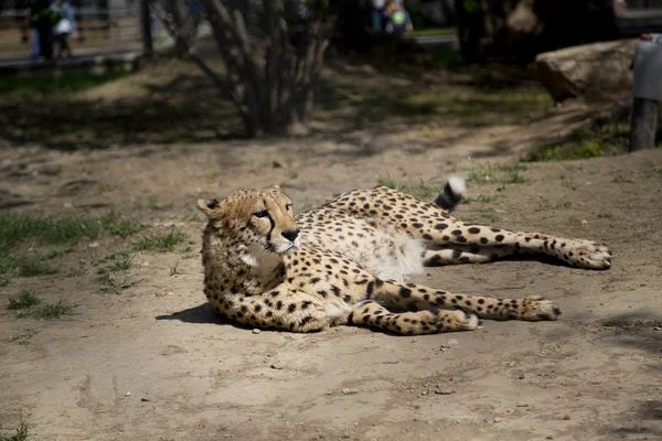 Cheetah deitado no jardim zoológico de Moscou — Fotografia de Stock