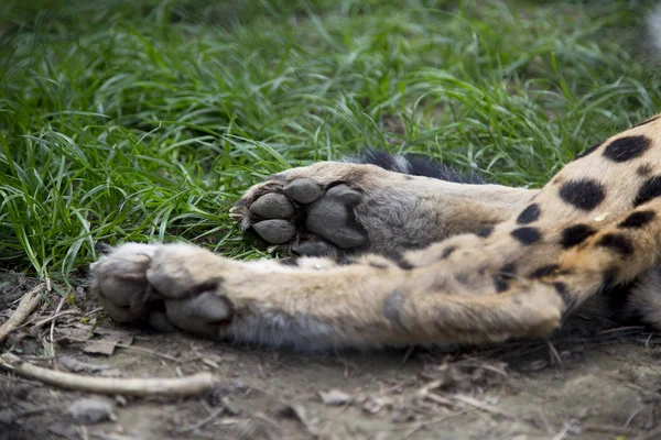 Cheetah poot. Dierentuin van Moskou — Stockfoto