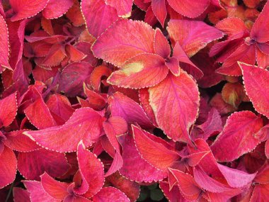 kırmızı yapraklar