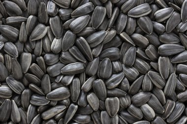 Siyah Ayçiçeği tohumları. Doku veya arka plan için. Ayçiçeği tohumu Close-Up