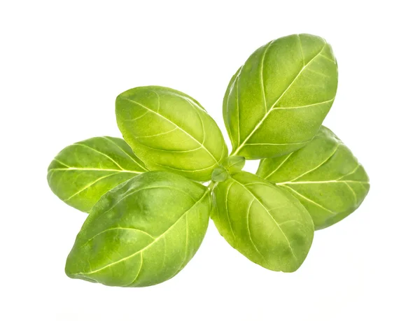 Basil leaves closeup isolated on white background — Stock Photo, Image