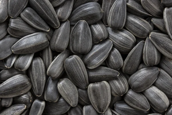 Ayçiçeği tohumu doku veya arka plan.