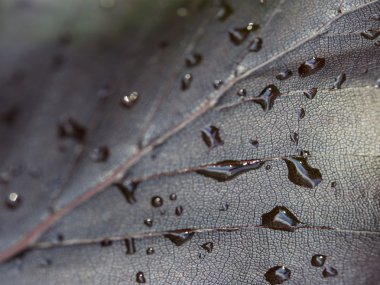 Su Close-Up karanlık yaprağına bırakır. Yağmurdan sonra sonbahar yaprak.