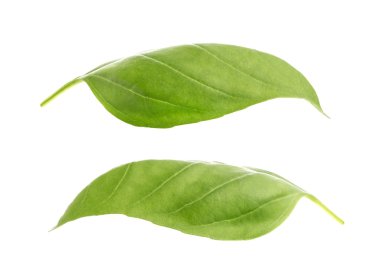 Fesleğen yaprakları beyaz arkaplanda izole.
