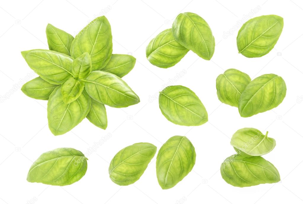 Basil leaves isolated on white background