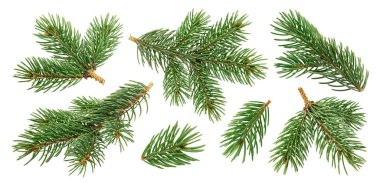 Beyaz arka planda izole edilmiş Noel ağacı dalları