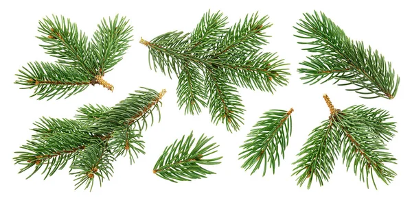 Beyaz arka planda izole edilmiş Noel ağacı dalları — Stok fotoğraf