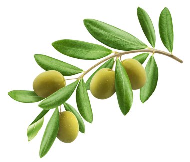 Beyaz arkaplanda izole edilmiş zeytin dalı