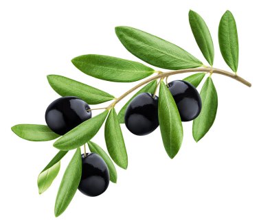 Zeytin dalı, siyah zeytin yapraklı beyaz arka planda kırpma yolu ile izole edilmiş