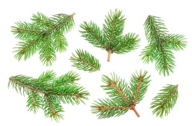 Firavun ağacı dalı kırpma yolu olan beyaz arkaplanda izole edildi