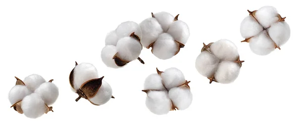 Flor de planta de algodão isolado no fundo branco — Fotografia de Stock