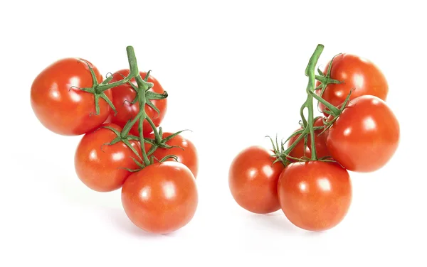 Beyaz bir arka plan üzerinde izole domates Şubesi — Stok fotoğraf