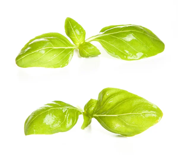 Basilico foglie spezie primo piano isolato su bianco — Foto Stock