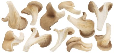 Beyaz zemin üzerinde izole edilmiş istiridye mantarı kesme yolu, tam derinlik alan