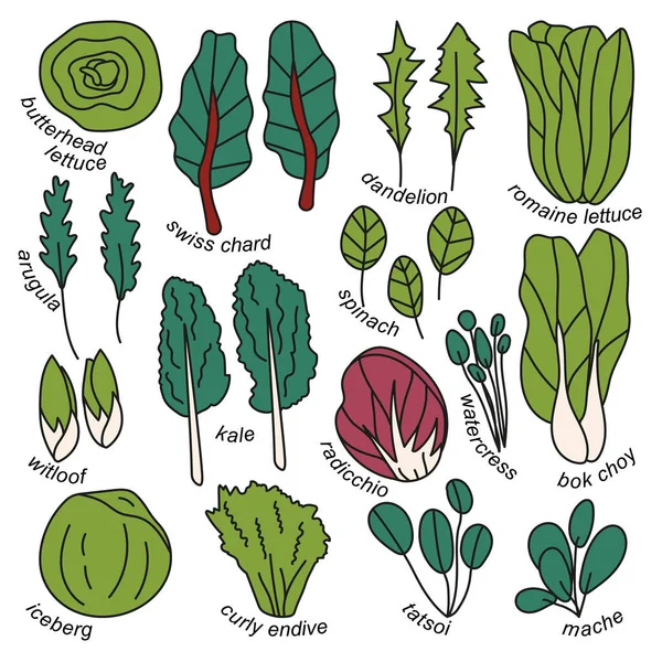 Set Disegnato Mano Diversi Tipi Insalata Con Titoli Radicchio Spinaci — Vettoriale Stock