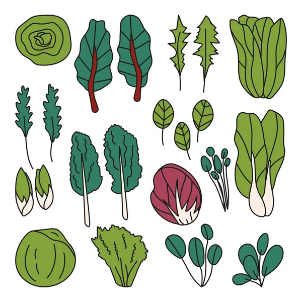 Ручной Набор Различных Видов Салата Radicchio Spinach Lettuce Bok Choy — стоковый вектор