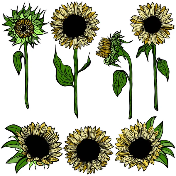 Multicolour Sunflower Set Flower Line Art White Background Illustration Hand — 图库矢量图片