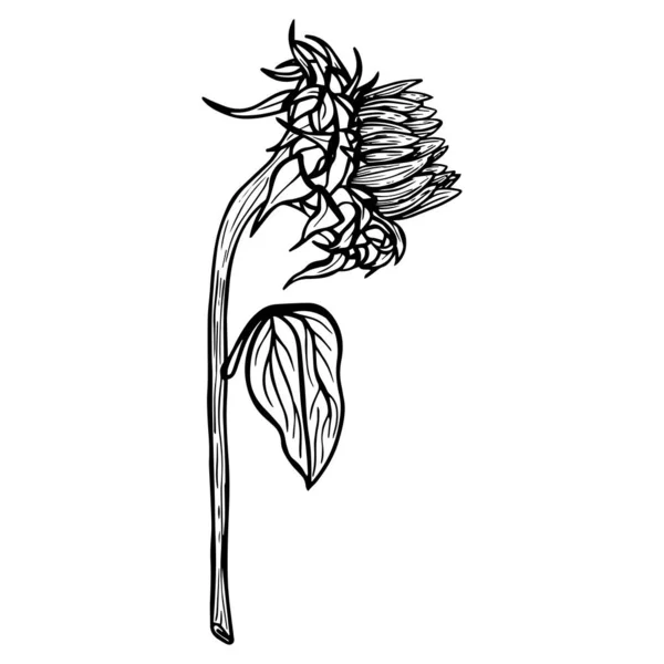 Sonnenblumenblume Schwarz Weiße Illustration Einer Sonnenblume Lineare Kunst Handgezeichnetes Dekoratives — Stockvektor