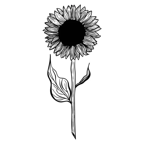 Sunflower Flower Black White Illustration Sunflower Linear Art Hand Drawn — Vettoriale Stock