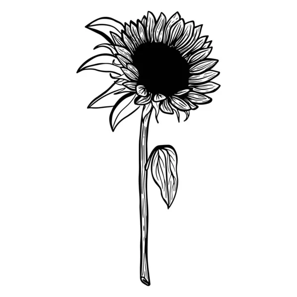 Sunflower Flower Black White Illustration Sunflower Linear Art Hand Drawn — Image vectorielle