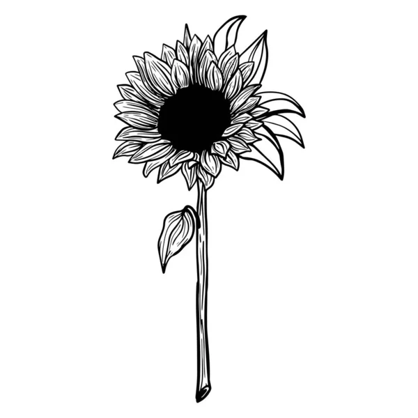 Sunflower Flower Black White Illustration Sunflower Linear Art Hand Drawn — Image vectorielle