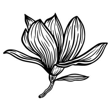 Trendy doodle illustration with black magnolia outline. Spring flower hand drawn vector illustration. Black and white with line art on white backgrounds