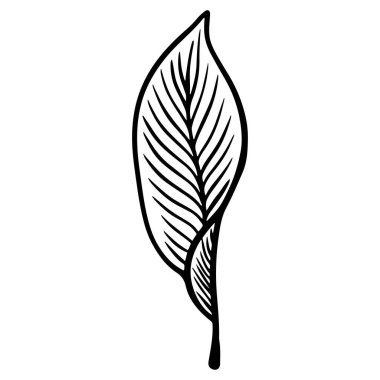 Leaves in outline style. Minimalism concept. Vector isolated outline drawing. Thin line art, vector illustration