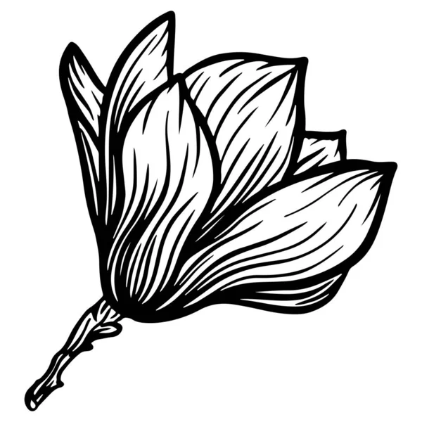 Trendy doodle illustration with black magnolia outline. Spring flower hand drawn vector illustration. Black and white with line art on white backgrounds