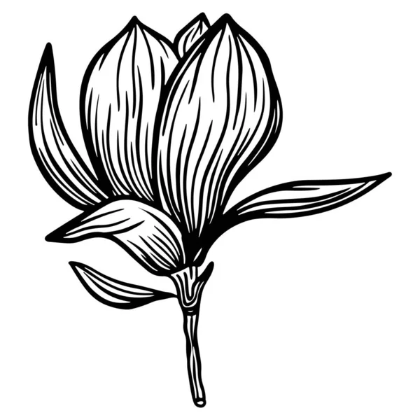 Trendy doodle illustration with black magnolia outline. Spring flower hand drawn vector illustration. Black and white with line art on white backgrounds