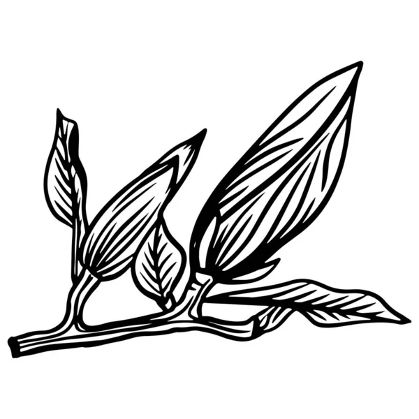 Trendy Doodle Illustration Black Magnolia Outline Spring Flower Hand Drawn — 图库矢量图片