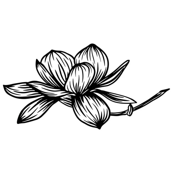 Trendy doodle illustration with black magnolia outline. Spring flower hand drawn vector illustration. Black and white with line art on white backgrounds